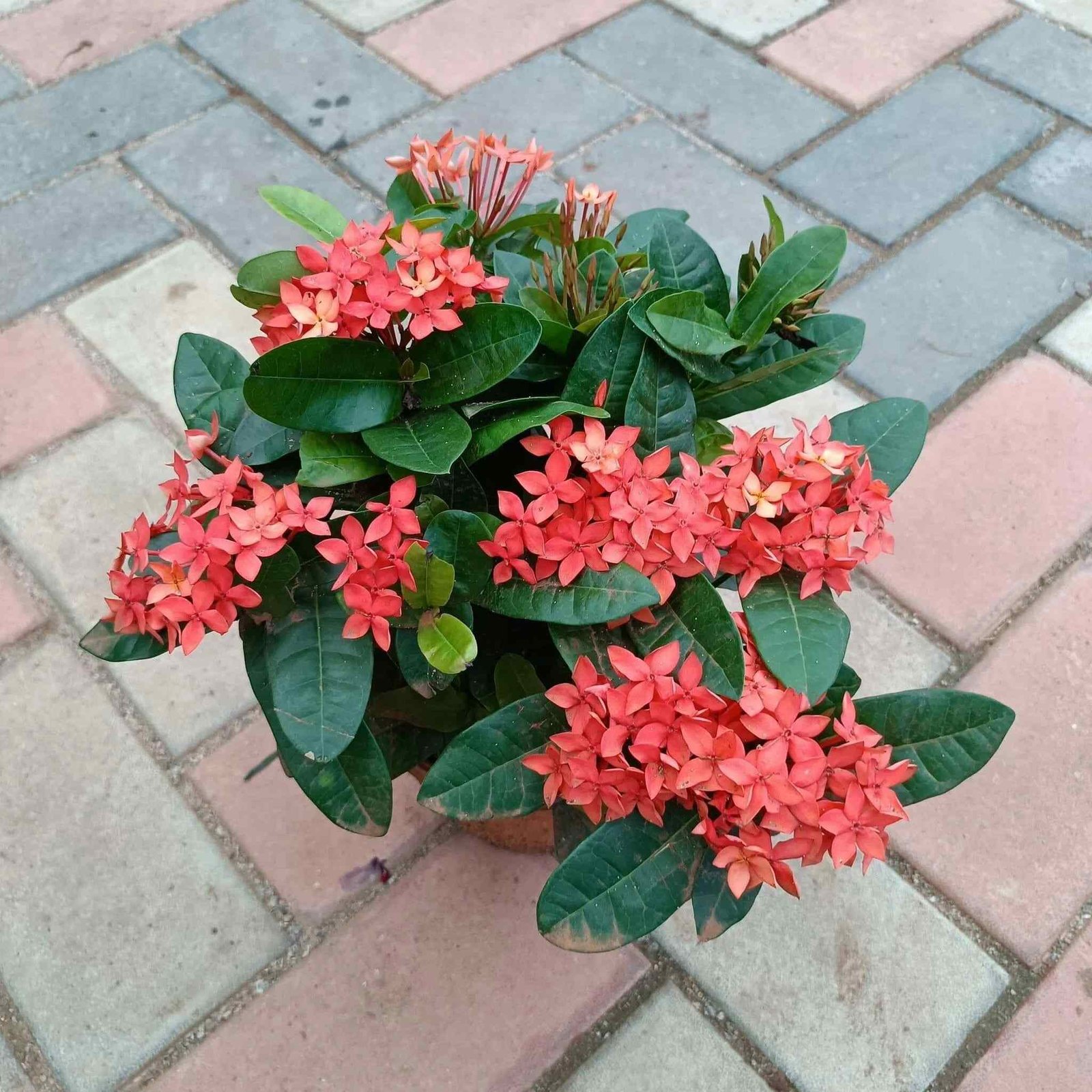 Ixora Orange